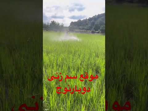 نکات مهم سم پاشی دوم برنج نوج دوم افزایش عملکرد و جلوگیری از سوختگی برگ