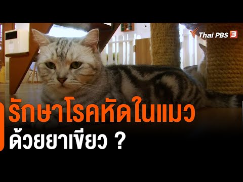 วีดีโอ: Tailio ให้คุณ (Poop) Scoop เกี่ยวกับสุขภาพแมวของคุณ