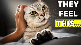 3 Tiny Gestures Your Cat Understands as Love - Each Takes Just 5 Seconds | Cat Psychology
