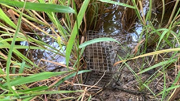 Trọng Nguyễn TV - đặt bẫy chuột đường mòn dính toàn hàng khủng 