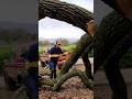 Yank it 🛻🌳🤣#towstrap #truckpulltree #bigbranch #besafe #toyotapower #fallentree #oakwood