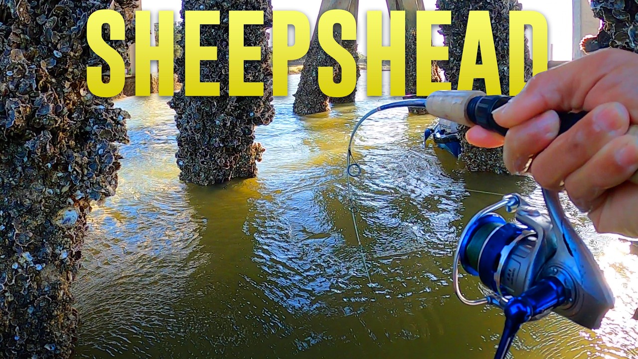 GIANTS In GEORGIA - Sheepshead!!