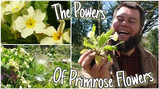 The Powers Of Primrose Flowers  Wild Edible & Medicinal Herbs (Primula Vulgaris)