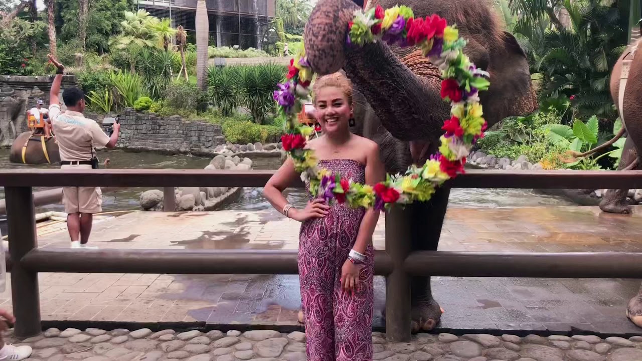 Feeding Elephant, Ubud Bali Indonesia, Bali Zoo. YouTube