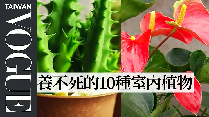 懶人專用！10種養不死的室內植物｜健康生活｜Vogue Taiwan - 天天要聞