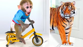 Monkey Baby Bon Bon Ride a Bike and eats watermelon with ducklings in the garden by Animal HT 1,156,389 views 12 days ago 43 minutes