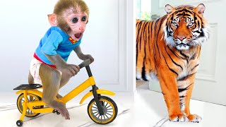 Monkey Baby Bon Bon Ride A Bike And Eats Watermelon With Ducklings In The Garden