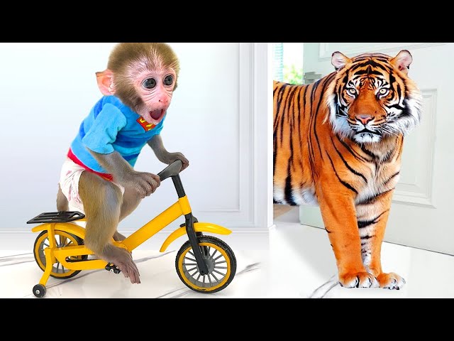 Monkey Baby Bon Bon Ride a Bike and eats watermelon with ducklings in the garden class=