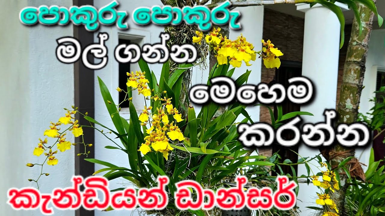 කැන්ඩියන් ඩාන්සර් පොකුරු පිටින් මල් / Kandyan dancer flowers