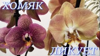 №628/ ОХ и НАКУПИЛА!!! ХОМЯК ликует.