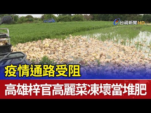 疫情通路受阻 高雄梓官高麗菜凍壞當堆肥