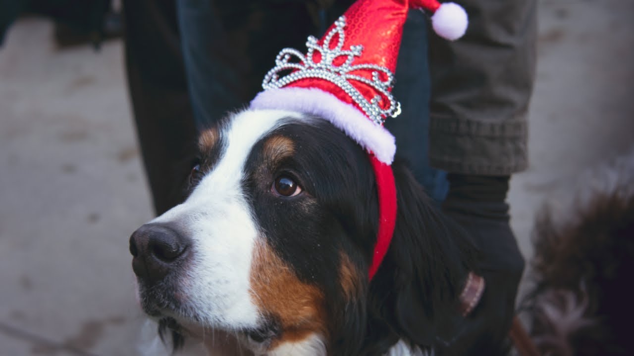 bernese mountain dog parade