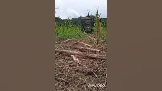 Pikat burung CENDET!!! Di kebun Jagung?