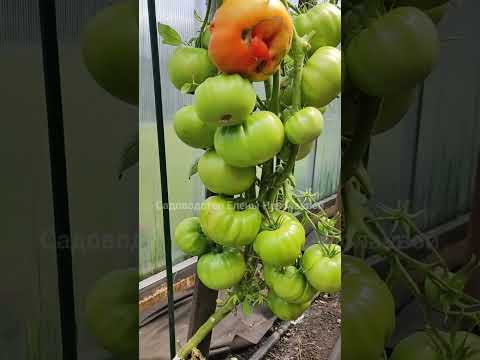 Этот томат сметают пачками, самый лучший томат 2023 #сад #томаты #огород