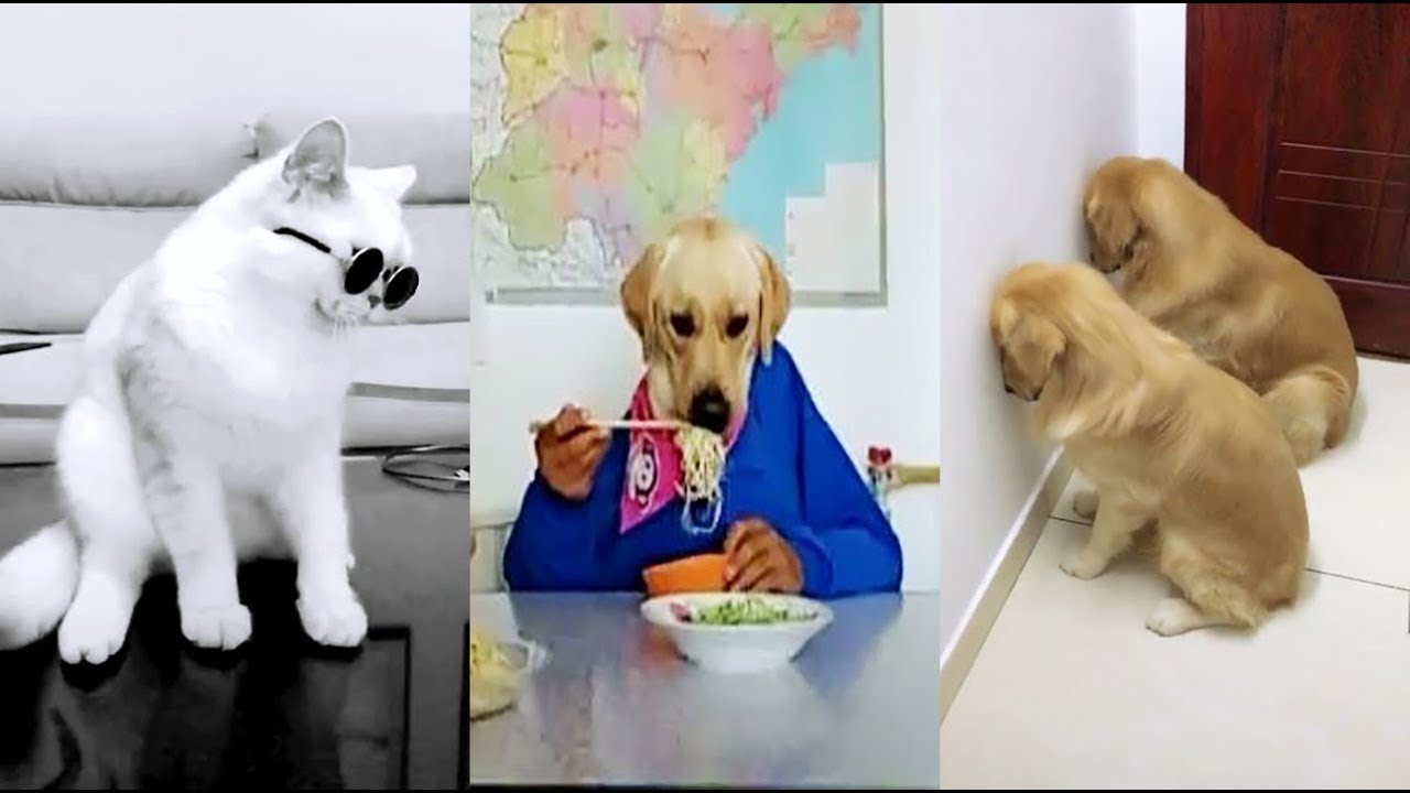 sieu thi thu cung Update Thú Cưng Siêu Lầy Cân Cả Thế Giới | Tik Tok Boss