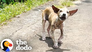 Download Lagu Tiny Street Puppy Could Not Stop Wagging His Tail | The Dodo MP3 Download Lagu Tiny Street Puppy Could Not Stop Wagging His Tail | The Dodo MP3