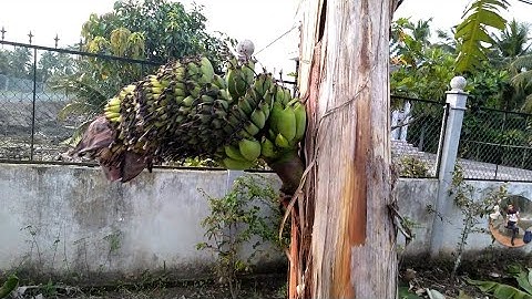 Cây Chuối Dọc Lạ Buồn Mọc Ở Giữa Thân cực Thú Vị