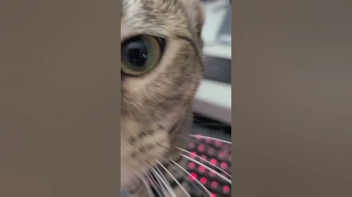 cat comes to me when i whistle - 天天要闻