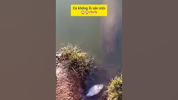 Cận cảnh cá khổng lồ săn mồi #cacconvat #docla #fishing