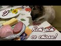 Кот ест со стола! Котики, коты, смешные животные! Приколы с котами!