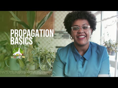 ቪዲዮ: Dracaena ዘር የመትከል ምክሮች፡ የ Dracaena ዘር መቼ እንደሚዘራ ይወቁ