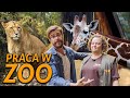 PRACA W ZOO, JAK WYGLĄDA KARMIENIE ZWIERZĄT ?! | DO ROBOTY