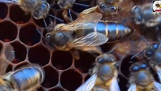 الدرس العشرون حضنة ذكور النحل/ ذكر النحل/ ملكة النحل/ تربية النحل للمبتدئين