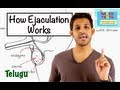 How Ejaculation Works - Telugu