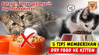 5 TIPS MEMBERI MAKANAN ANAK KUCING  TIPS MEMBERIKAN DRY FOOD UNTUK ANAK KUCING