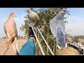 Amazing Birds Hunting Video with SlingShot ❗