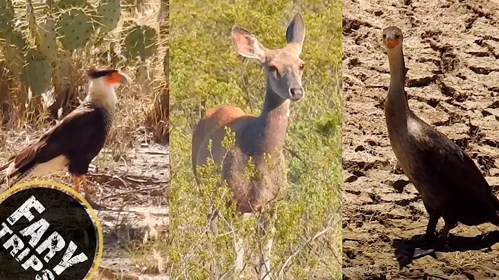 Nuevo Len al natural | Flora y Fauna de la Regin