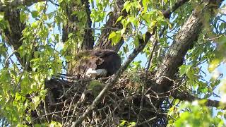 04/17/24 Maplewood Eaglets (Hatched ?) Renton Wa 8133-160