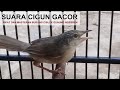 Suara Cigun Jantan Gacor NGEBREN Panjang Full Volume Lantang & JERNIH Untuk PIKAT Ciblek Gunung Liar