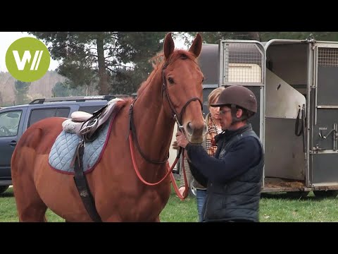 Vidéo: Cheval boulonnais