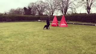 Surprise attack on handler of Dutch Herder K9 Fargo
