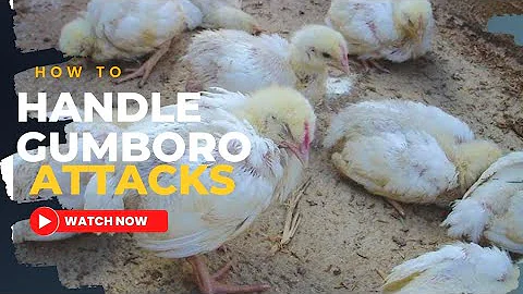 How To Manage And Prevent Gumboro Disease ||| Handling Gumboro attacks ||Poultry farming in Zambia