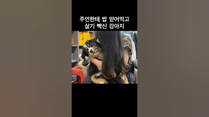 사회생활 어려운 강아지 #funny #dogshorts #강아지 #dogreaction #강아지브이로그 #강아지쇼츠 #강아지영상 #대형견 #대형견키우기 #강아지유튜브 #사회