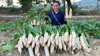 Harvest white radish and bring it to the market to sell