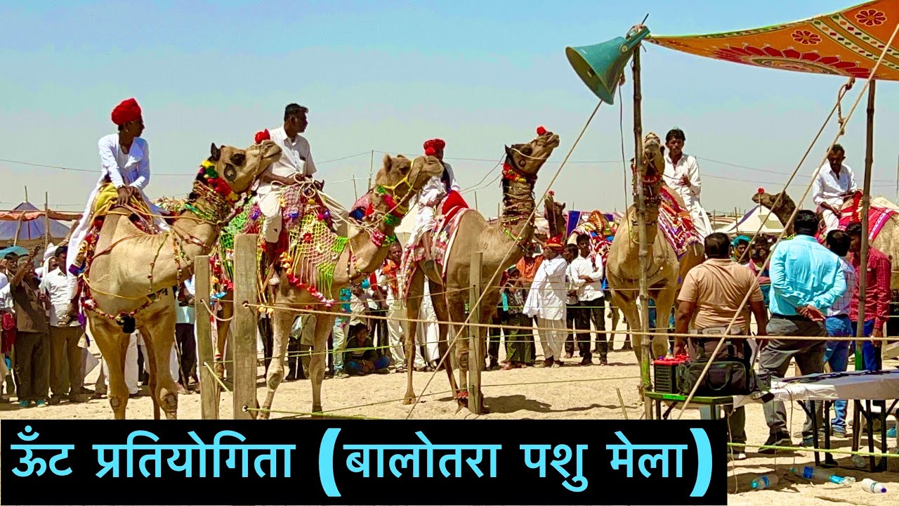 Camel competition in balotra pashu mela 2022
