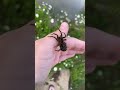 Wolf Spider With Babies mp3