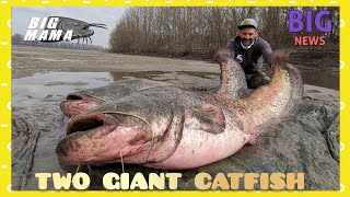 Two monster fish at night fishing from the shore by Catfish World by Catfish World by Yuri Grisendi 29,598 views 3 years ago 8 minutes, 16 seconds