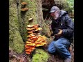 Foraging and Cooking Chicken of the Woods Mushrooms