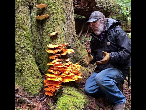 Video: Memo to mushroom pickers: the rules of a forest hike, harvesting and cooking