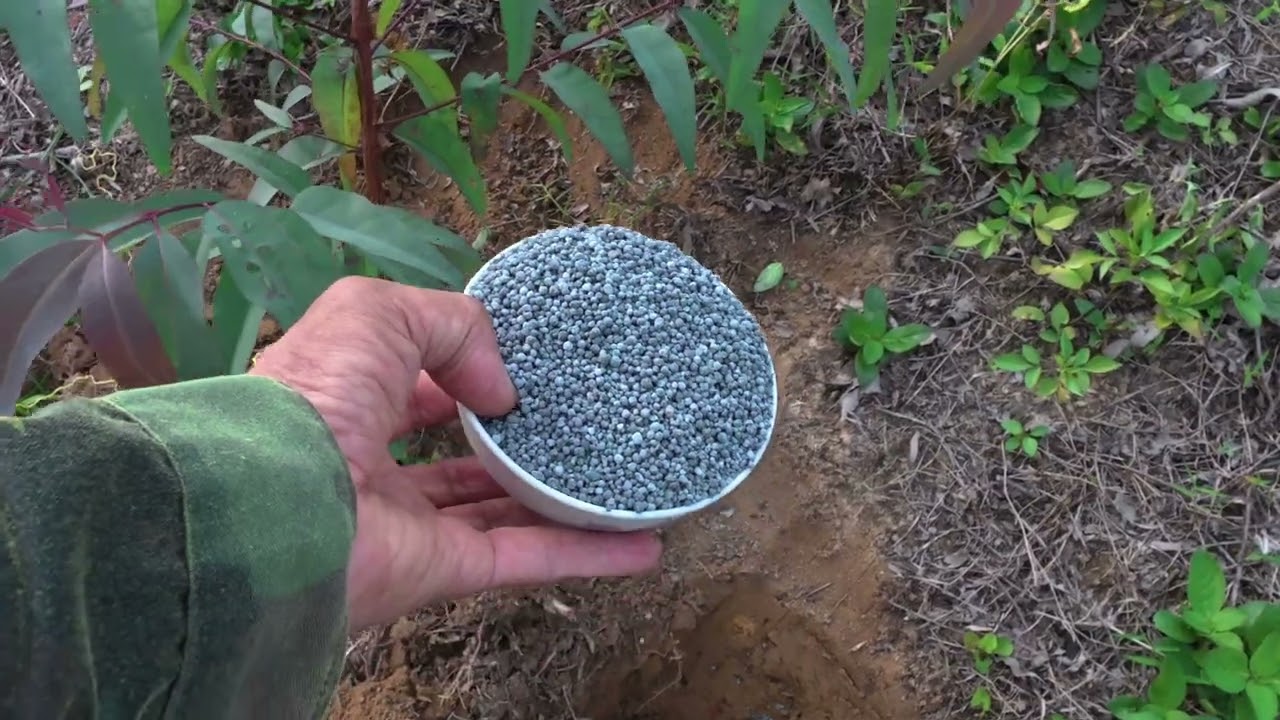 Bỏ phân lần hai cho cây bạch đàn 3 - 4 tháng  tuổi