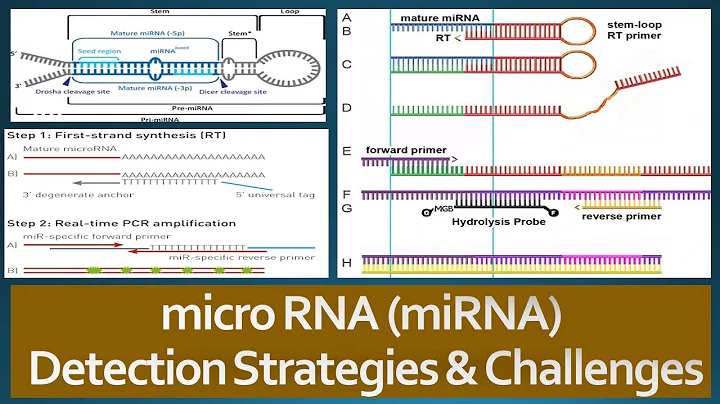 microRNAs (miRNAs): Detection Strategies and Chall...