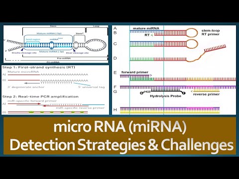 Video: Aktuelle Eksperimentelle Strategier Til Intracellulær Målidentifikation Af MicroRNA
