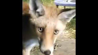 Fluffy Fox Cub