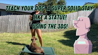 Teach your dog the STAY command in these easy steps