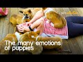 Super Sweet Puppy Emotions