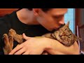 Funny Cats React To Kisses